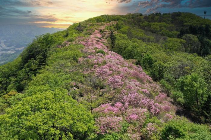 남양주 축령산자연휴양림철쭉군락